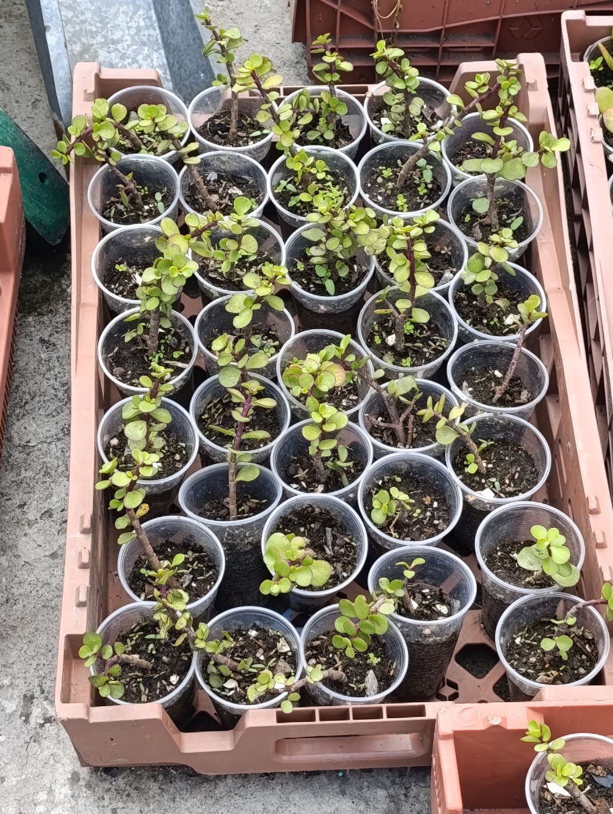 Venta de plantas en vasos desechables con humus